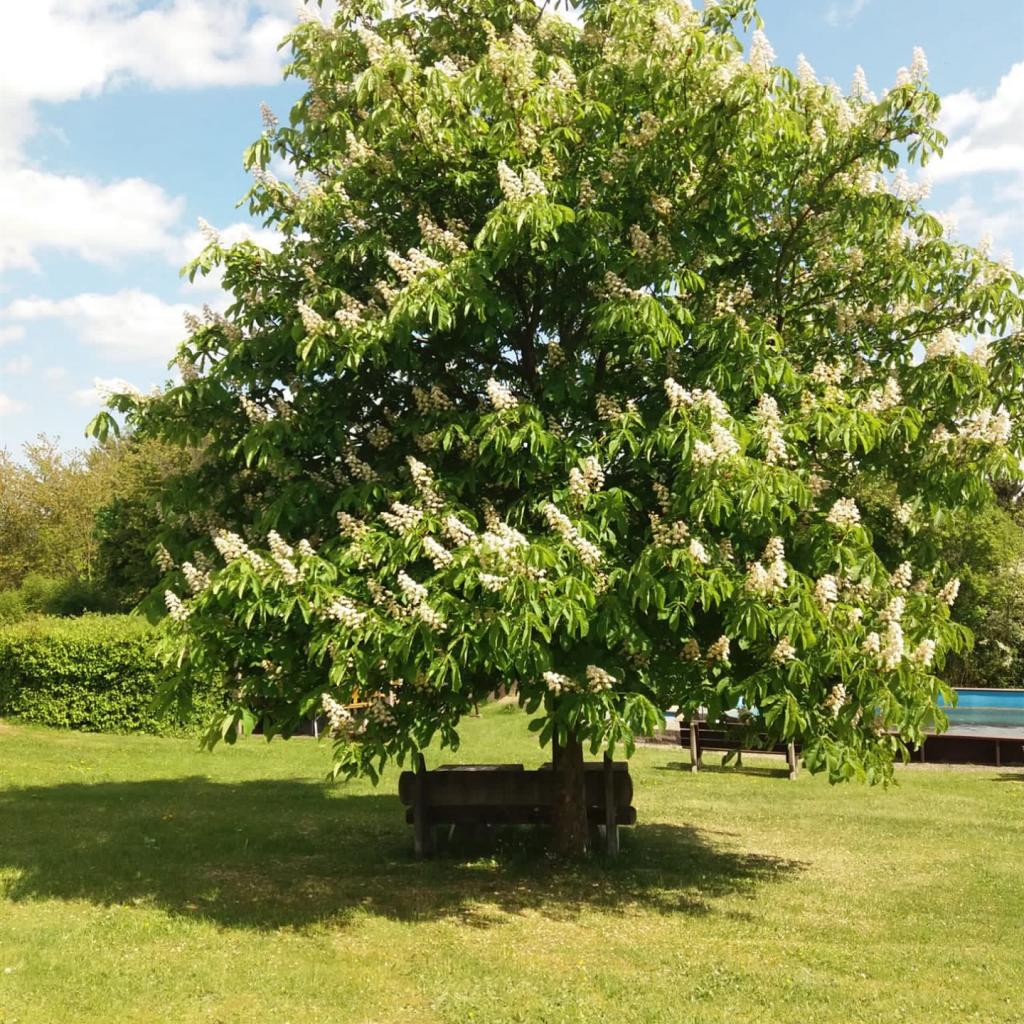 Kastanienbaum mit Sitzgelegenheit